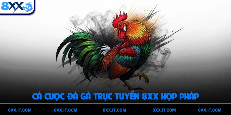 Cá Cược Đá Gà Trực Tuyến 8XX Hợp Pháp Và An Toàn